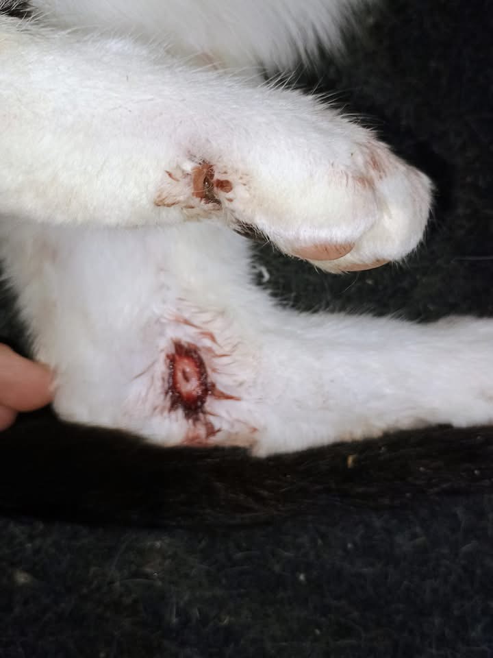 Cattus2