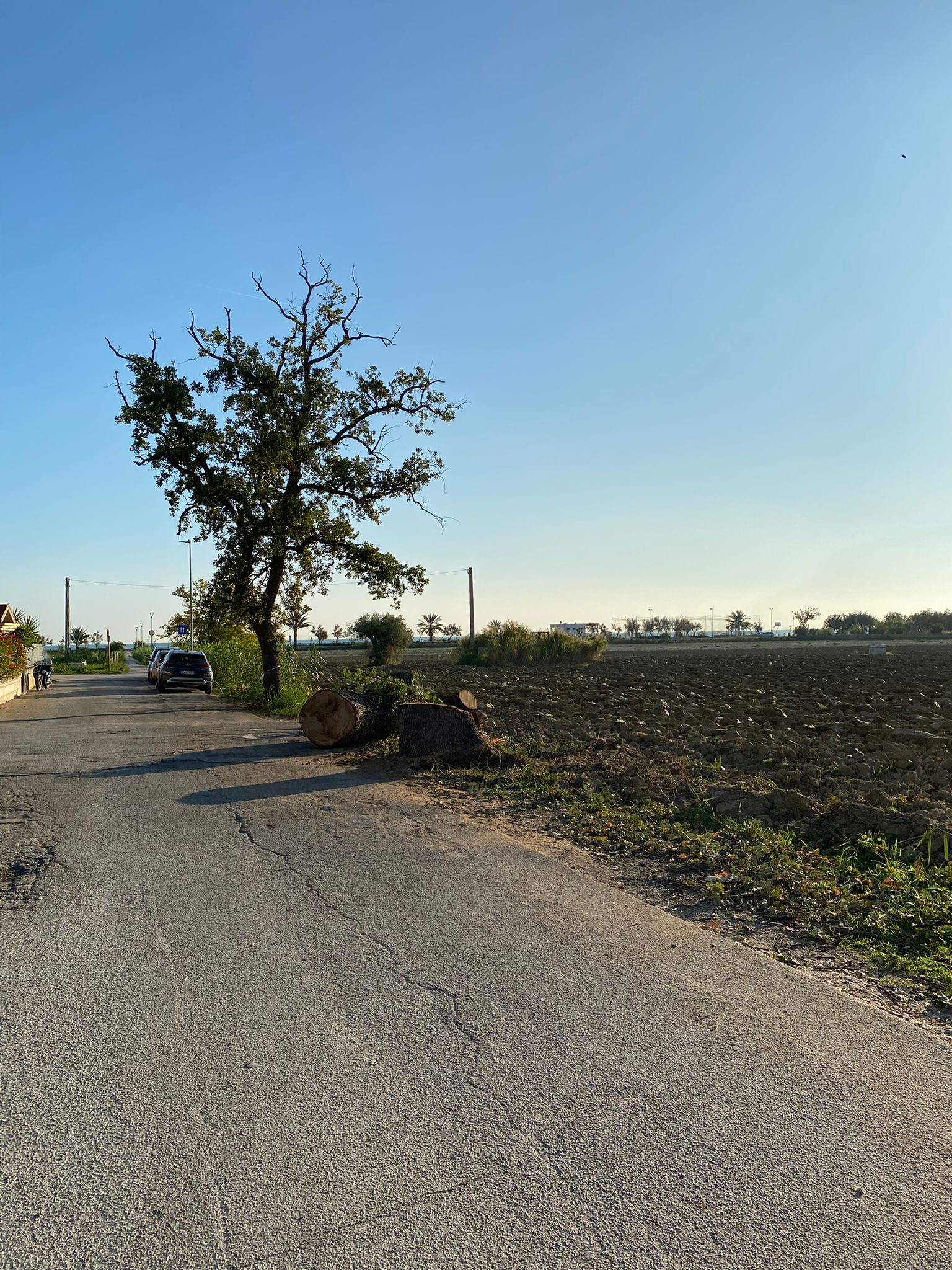 RESTI_QUERCIA_ABBATTUTA.JPG
