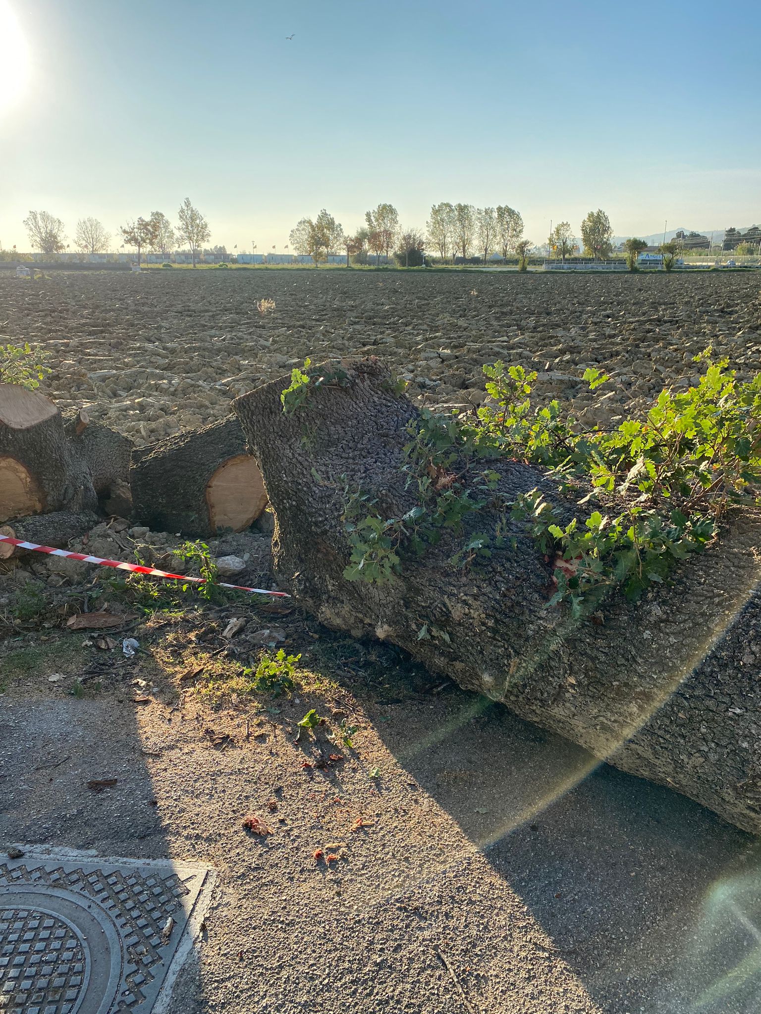 RESTI_QUERCIA_CENTENARIA.JPG