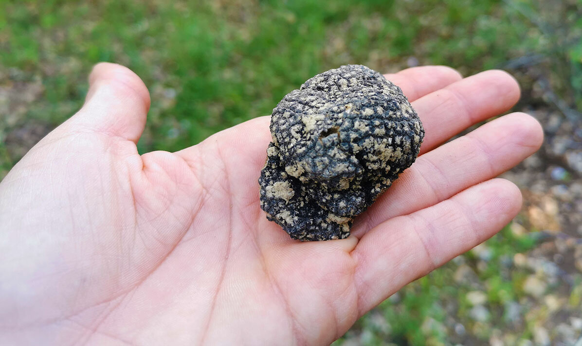 impariamo-a-cercare-il-tartufo-in-abruzzo.jpg